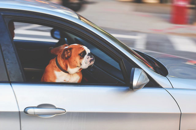 Dog on a car